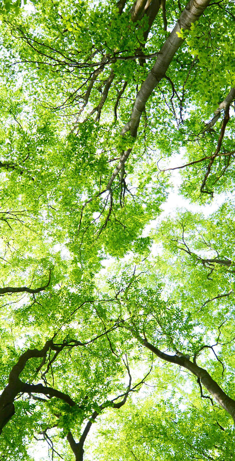 Looking up at a canopy of trees